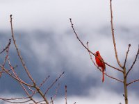 Winter Cardinal